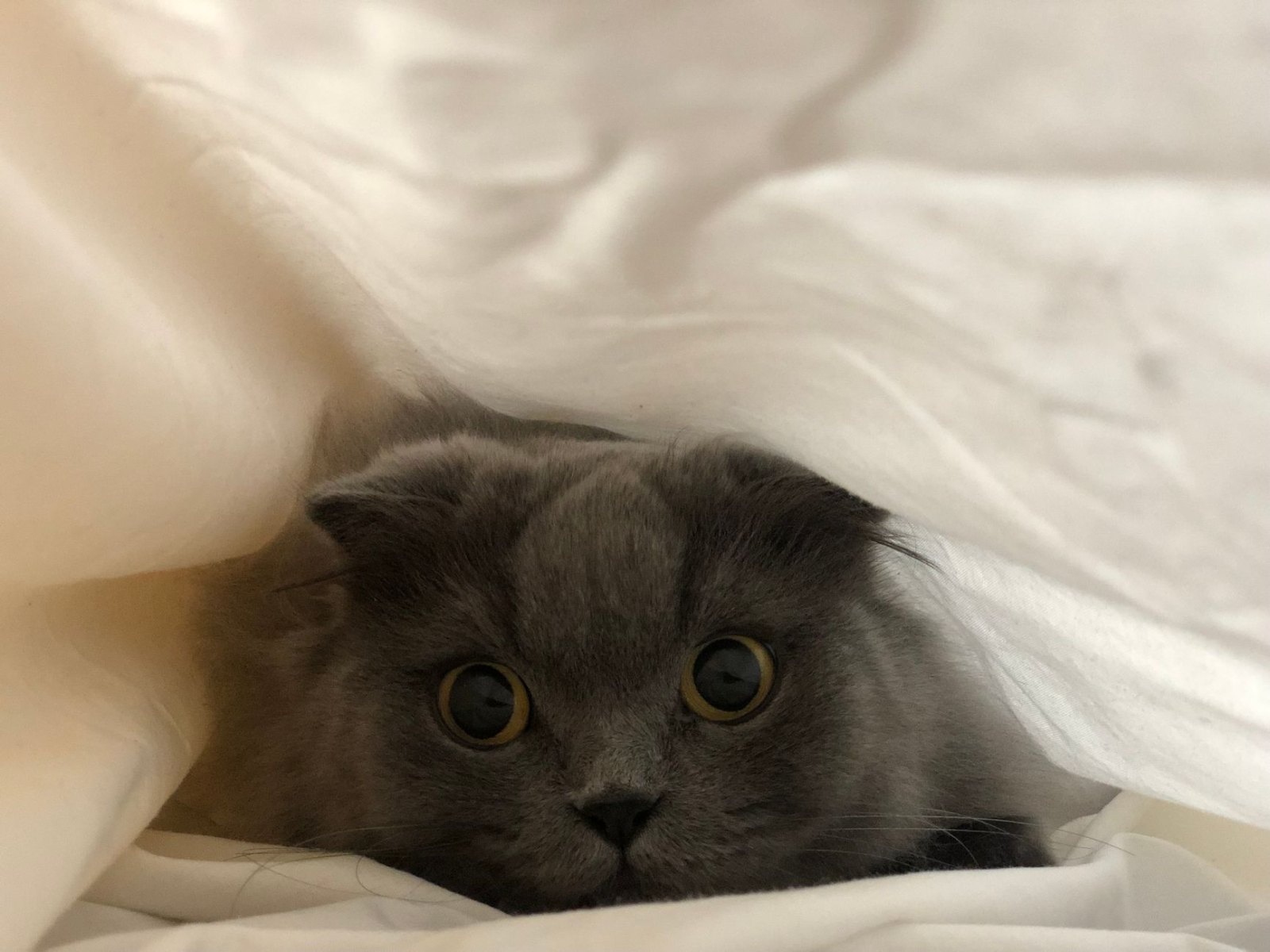Шотландская
