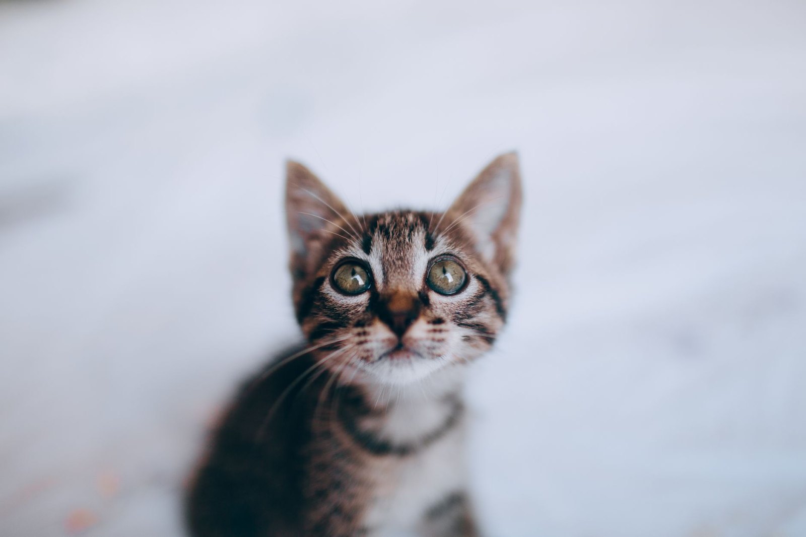 Котёнок Симба