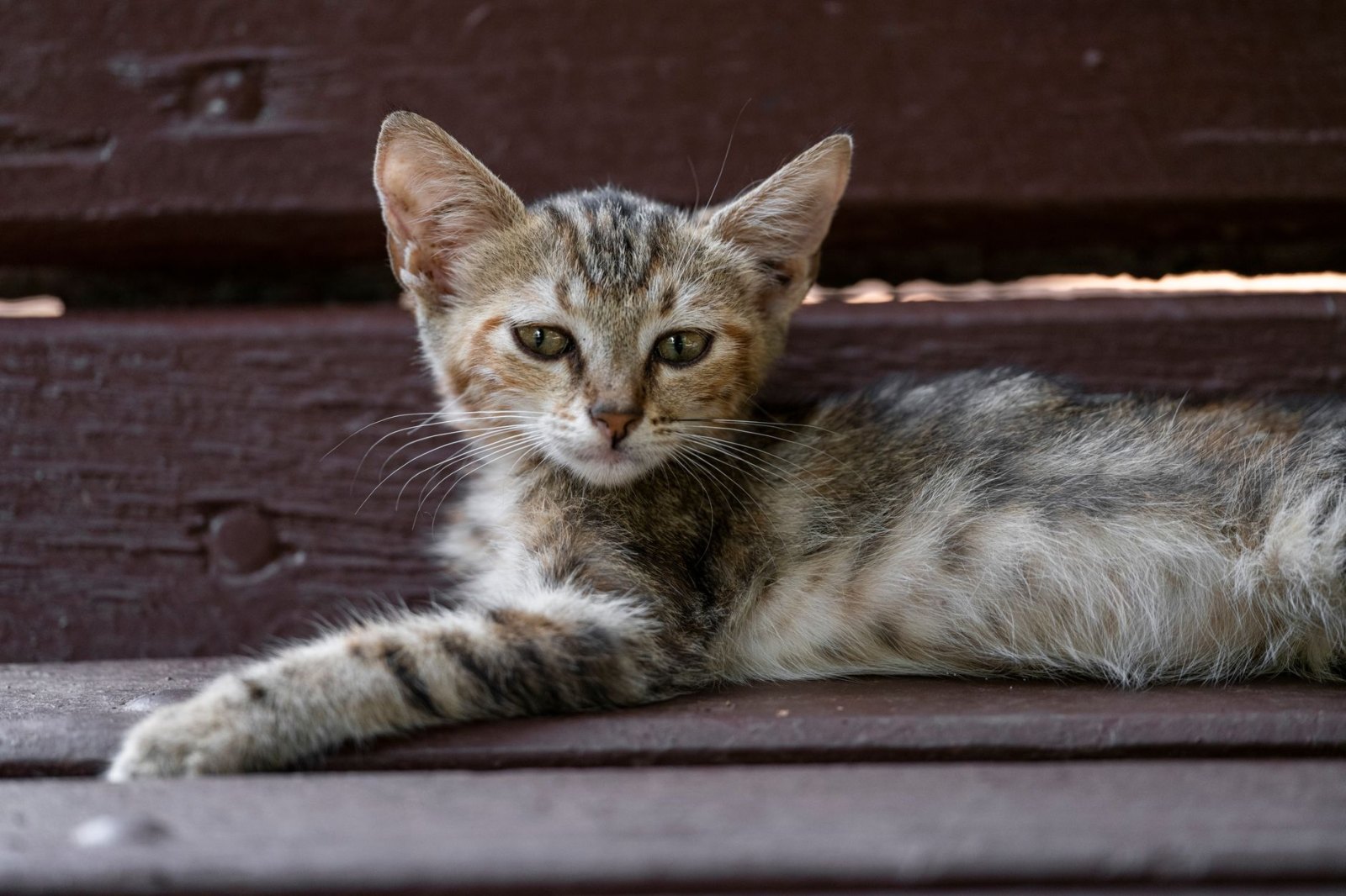 Котёнок Дункан