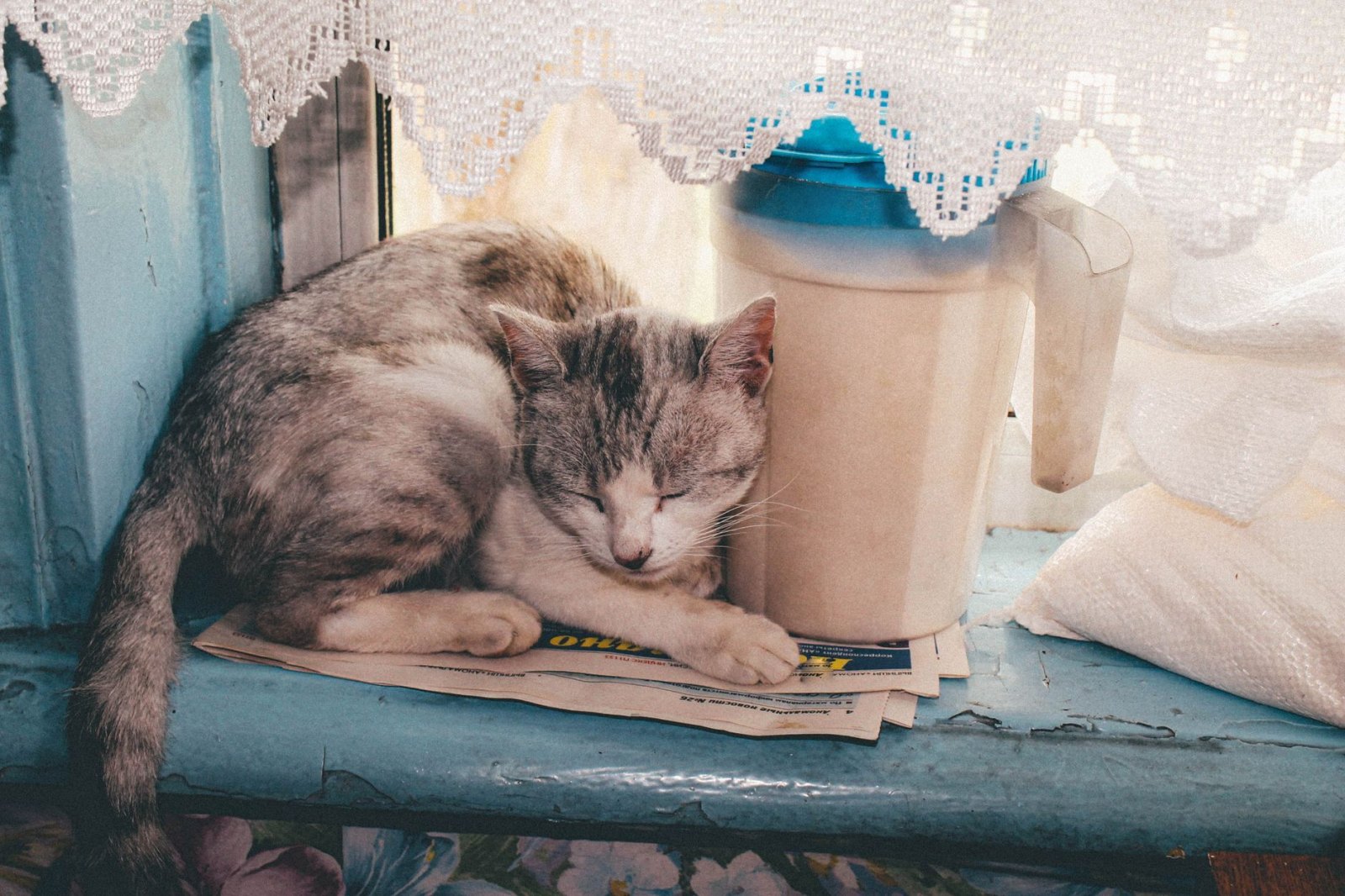 Котёнок Софи